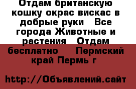 Отдам британскую кошку окрас вискас в добрые руки - Все города Животные и растения » Отдам бесплатно   . Пермский край,Пермь г.